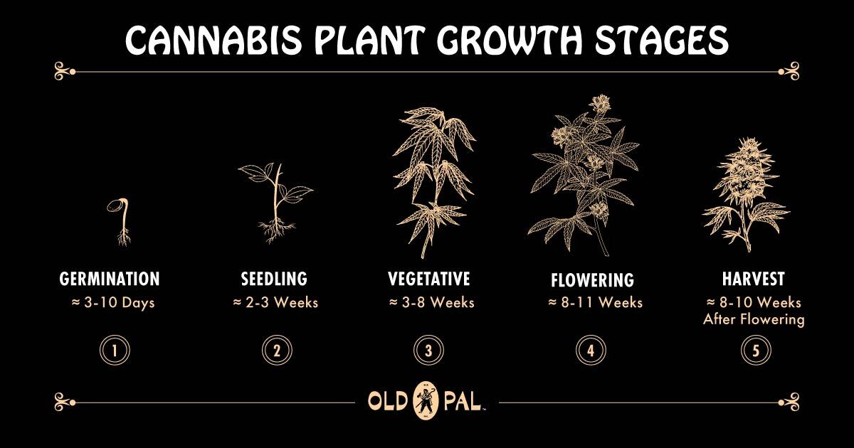 cannabis plant life cycle