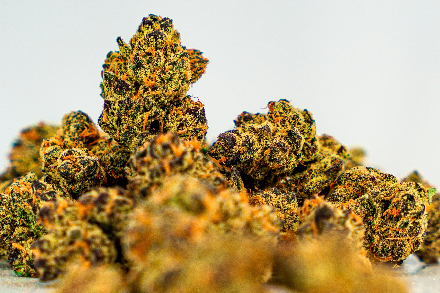 dank dictionary: weed strains