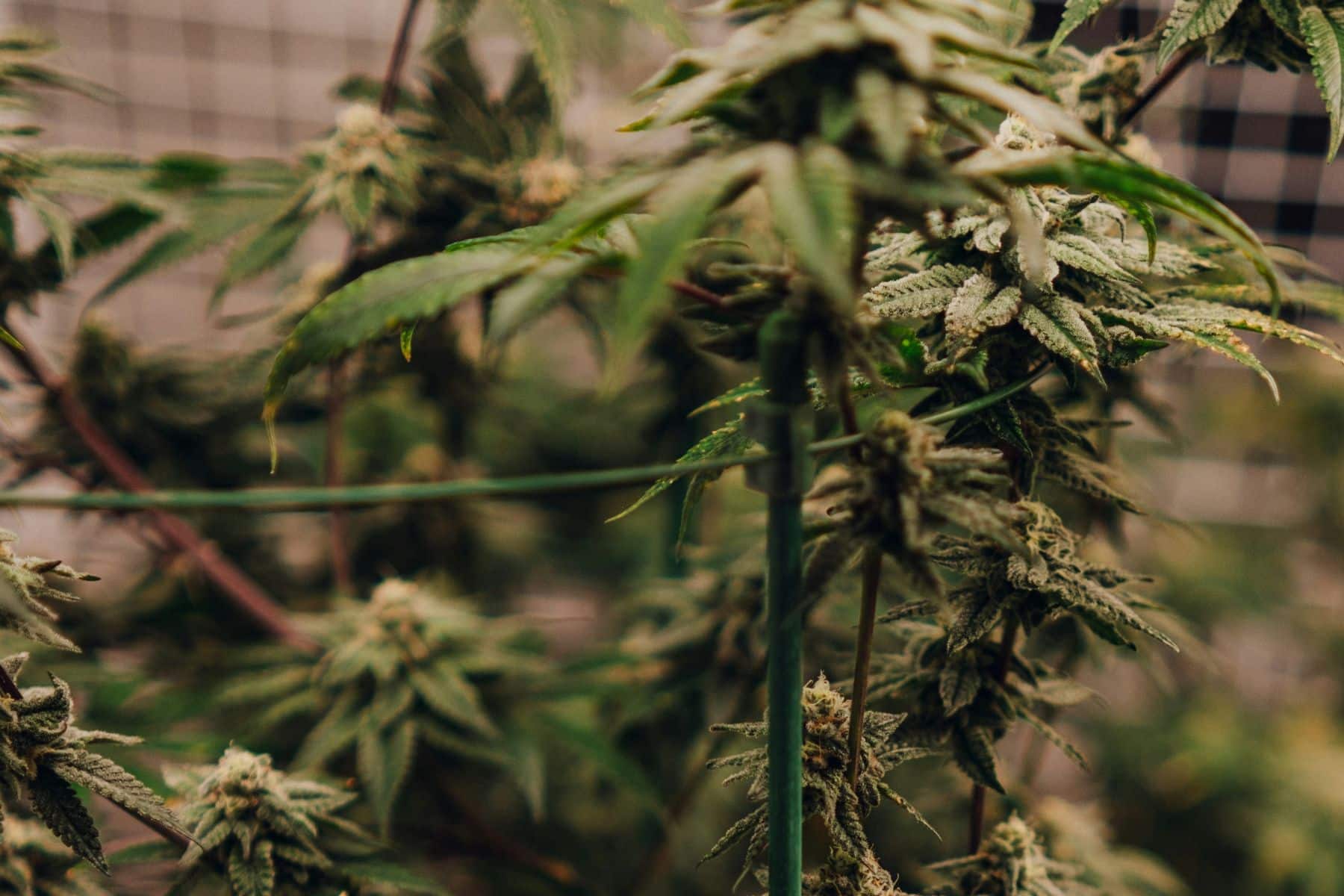 Old Pal University: Course 101 – Plant Basics